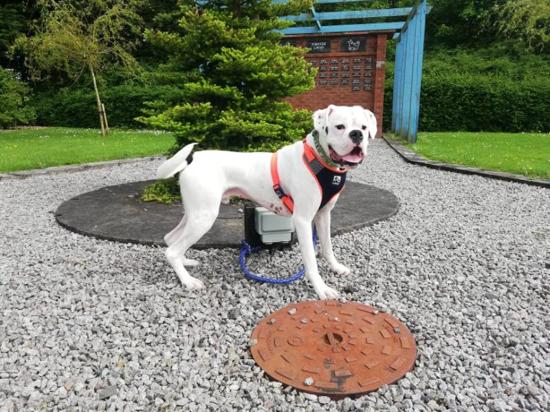 TOBY - Dumfries & Galloway Canine Rescue Centre - Dedicated to rescuing ...