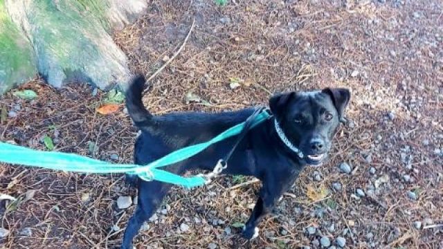 New dog listed for rescue at the Dumfries & Galloway Canine Rescue Centre - Tess