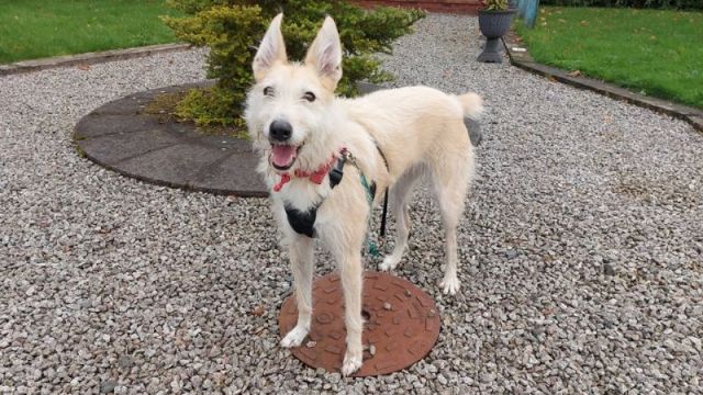 New dog listed for rescue at the Dumfries & Galloway Canine Rescue Centre - Orla