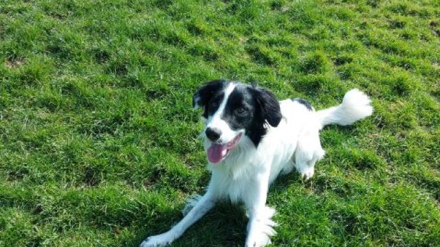 New dog listed for rescue at the Dumfries & Galloway Canine Rescue Centre - Benny