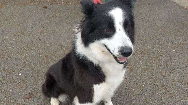 New dog listed for rescue at the Dumfries & Galloway Canine Rescue Centre - Mona