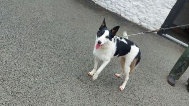 New dog listed for rescue at the Dumfries & Galloway Canine Rescue Centre - Nova