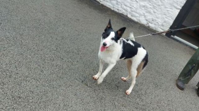 New dog listed for rescue at the Dumfries & Galloway Canine Rescue Centre - Nova