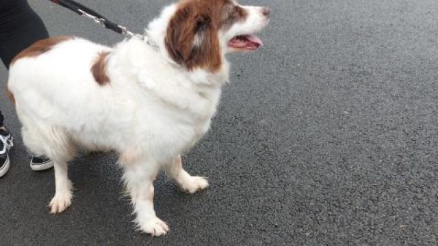 New dog listed for rescue at the Dumfries & Galloway Canine Rescue Centre - Belle