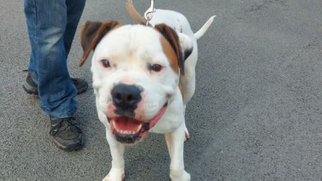 New dog listed for rescue at the Dumfries & Galloway Canine Rescue Centre - Rosie