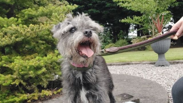 New dog listed for rescue at the Dumfries & Galloway Canine Rescue Centre - Bandit