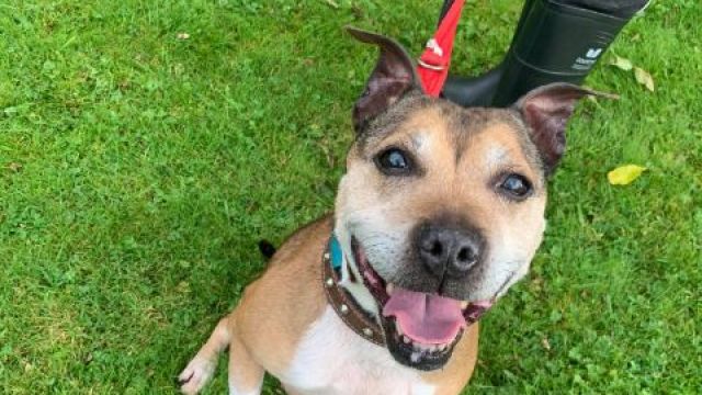 New dog listed for rescue at the Dumfries & Galloway Canine Rescue Centre - Biscuit