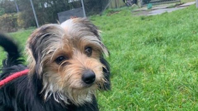 Rocky 2 Dumfries Galloway Canine Rescue Centre Dedicated