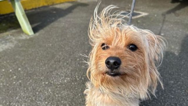 Yorkie rescue best sale centres