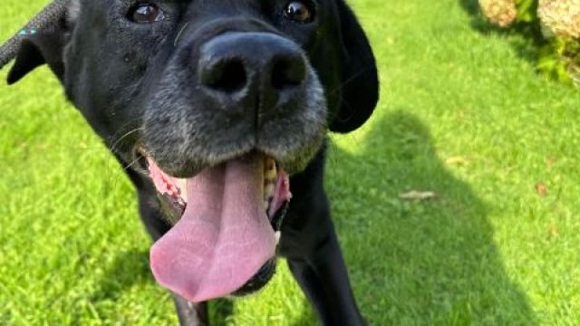 Labrador shop rehoming centres