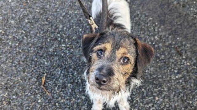 New dog listed for rescue at the Dumfries & Galloway Canine Rescue Centre - Ruby