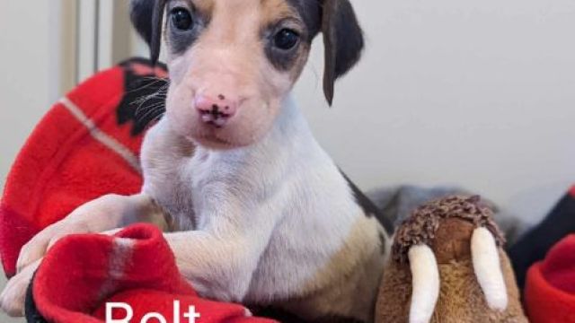 New dog listed for rescue at the Dumfries & Galloway Canine Rescue Centre - Glee's Puppies