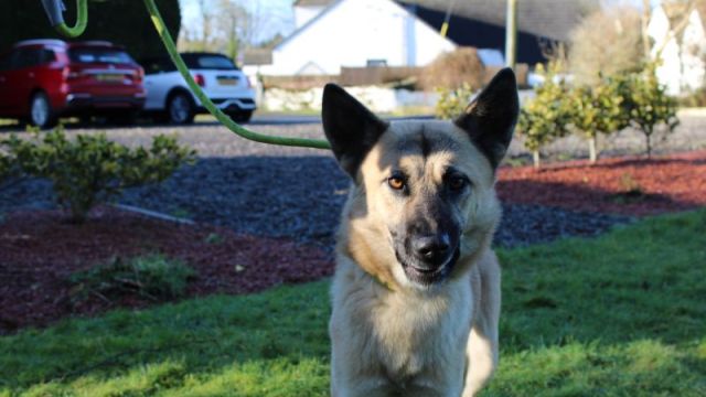 New dog listed for rescue at the Dumfries & Galloway Canine Rescue Centre - Moffat Dogs