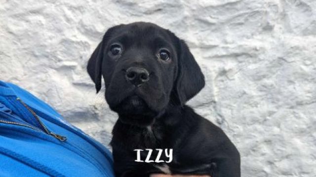 New dog listed for rescue at the Dumfries & Galloway Canine Rescue Centre - Labrador x Puppies