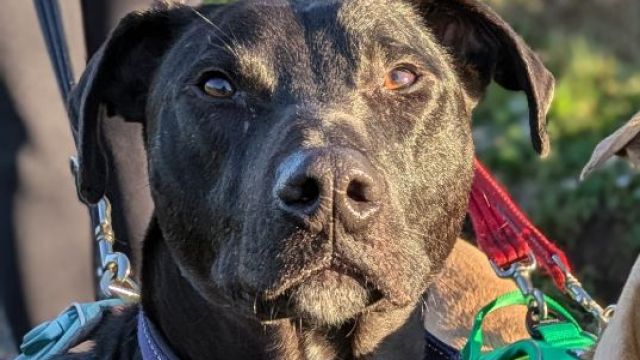 New dog listed for rescue at the Dumfries & Galloway Canine Rescue Centre - Santino