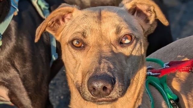 New dog listed for rescue at the Dumfries & Galloway Canine Rescue Centre - Ernie