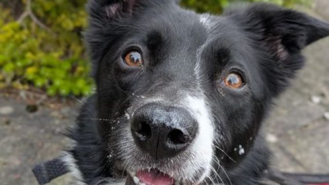 New dog listed for rescue at the Dumfries & Galloway Canine Rescue Centre - Teddy