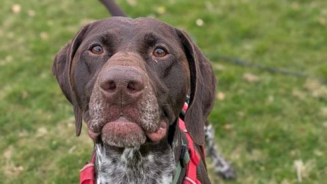 New dog listed for rescue at the Dumfries & Galloway Canine Rescue Centre - Bruno