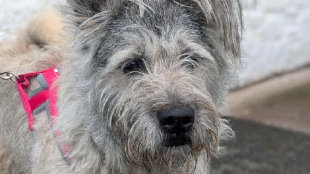New dog listed for rescue at the Dumfries & Galloway Canine Rescue Centre - Buster