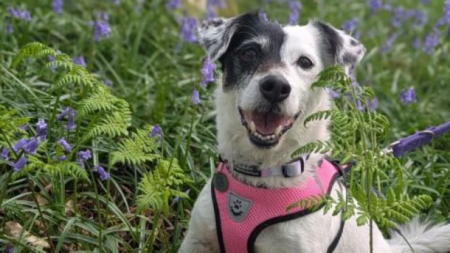 New dog listed for rescue at the Dumfries & Galloway Canine Rescue Centre - Myah