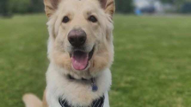 New dog listed for rescue at the Dumfries & Galloway Canine Rescue Centre - Nala