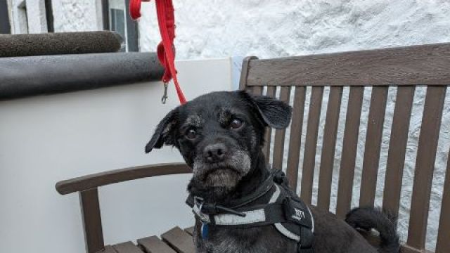 New dog listed for rescue at the Dumfries & Galloway Canine Rescue Centre - Hamish