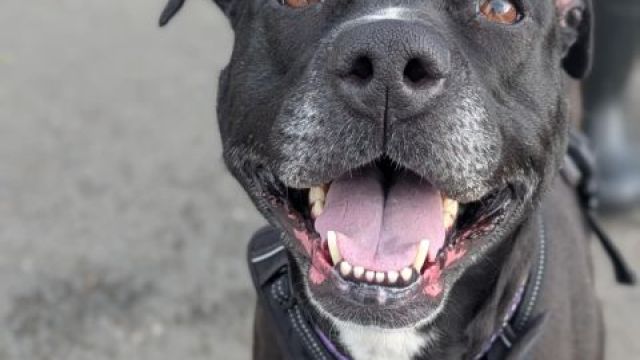 New dog listed for rescue at the Dumfries & Galloway Canine Rescue Centre - Polly