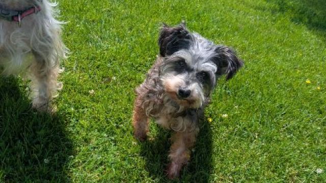 New dog listed for rescue at the Dumfries & Galloway Canine Rescue Centre - Curly HIGH INTEREST