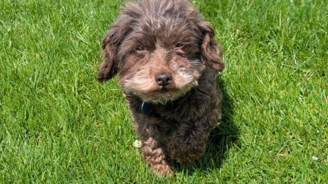 New dog listed for rescue at the Dumfries & Galloway Canine Rescue Centre - Buttons HIGH INTEREST