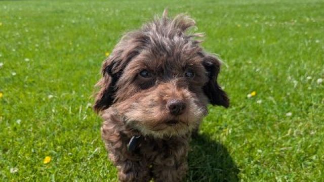 New dog listed for rescue at the Dumfries & Galloway Canine Rescue Centre - Buttons HIGH INTEREST