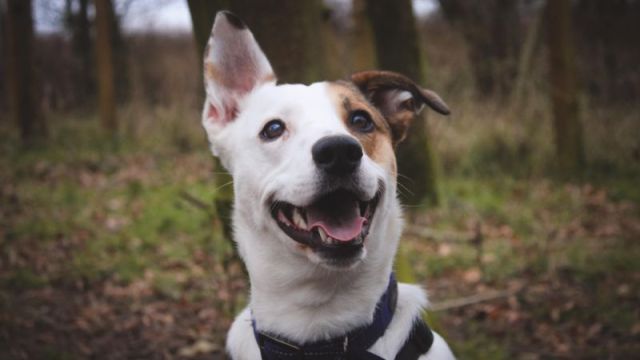 New dog listed for rescue at the Dumfries & Galloway Canine Rescue Centre - Skye