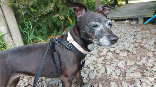 New dog listed for rescue at the Dumfries & Galloway Canine Rescue Centre - Sadie